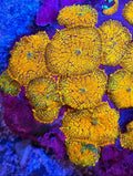 Ultra Orange And Green Rohdactus Mushroom Coral Frag 1 Mushroom