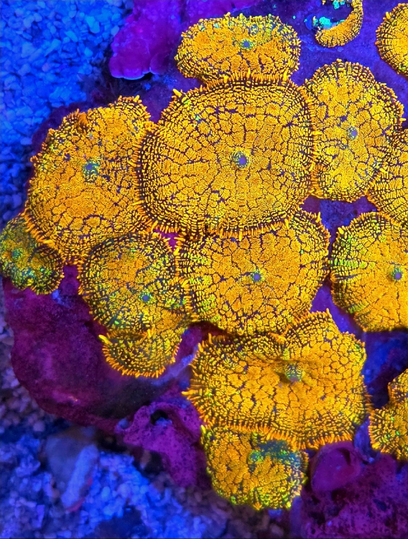 Ultra Orange And Green Rohdactus Mushroom Coral Frag 1 Mushroom