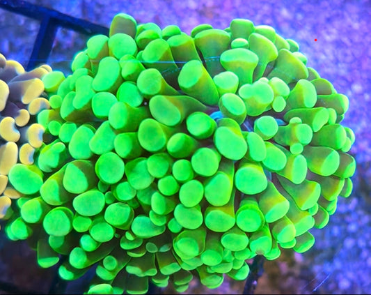 WYSIWYG Neon Green and Yellow Hammer coral frag 2 heads