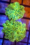 WYSIWYG 2 Heads Lemon Lime Octo Coral frag