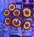 WYSIWYG Sonic Flare Zoa Coral Frag 7 Heads