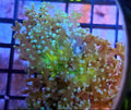 WYSIWYG 2 Head Yellow Mouth Bi-Color Octo Coral Frag