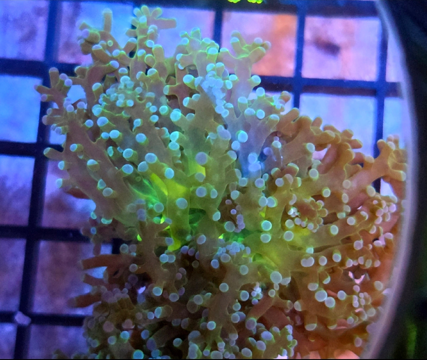 WYSIWYG 2 Head Yellow Mouth Bi-Color Octo Coral Frag