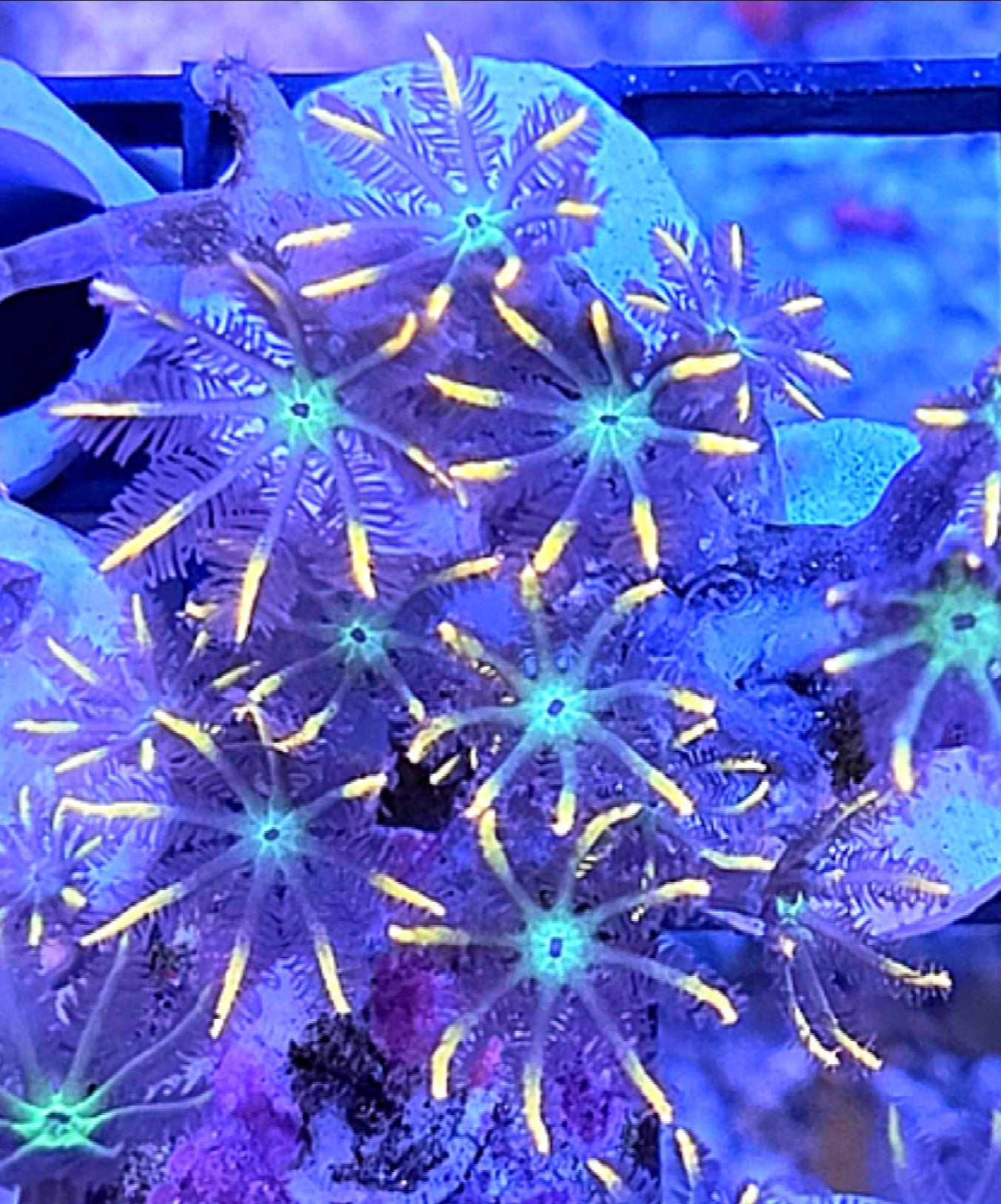 WYSIWYG Firework Clove Polyps Coral Frag