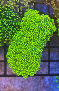 WYSIWYG Green Highlighter Octospawn Coral 2 heads - Shipwreck Cove Corals