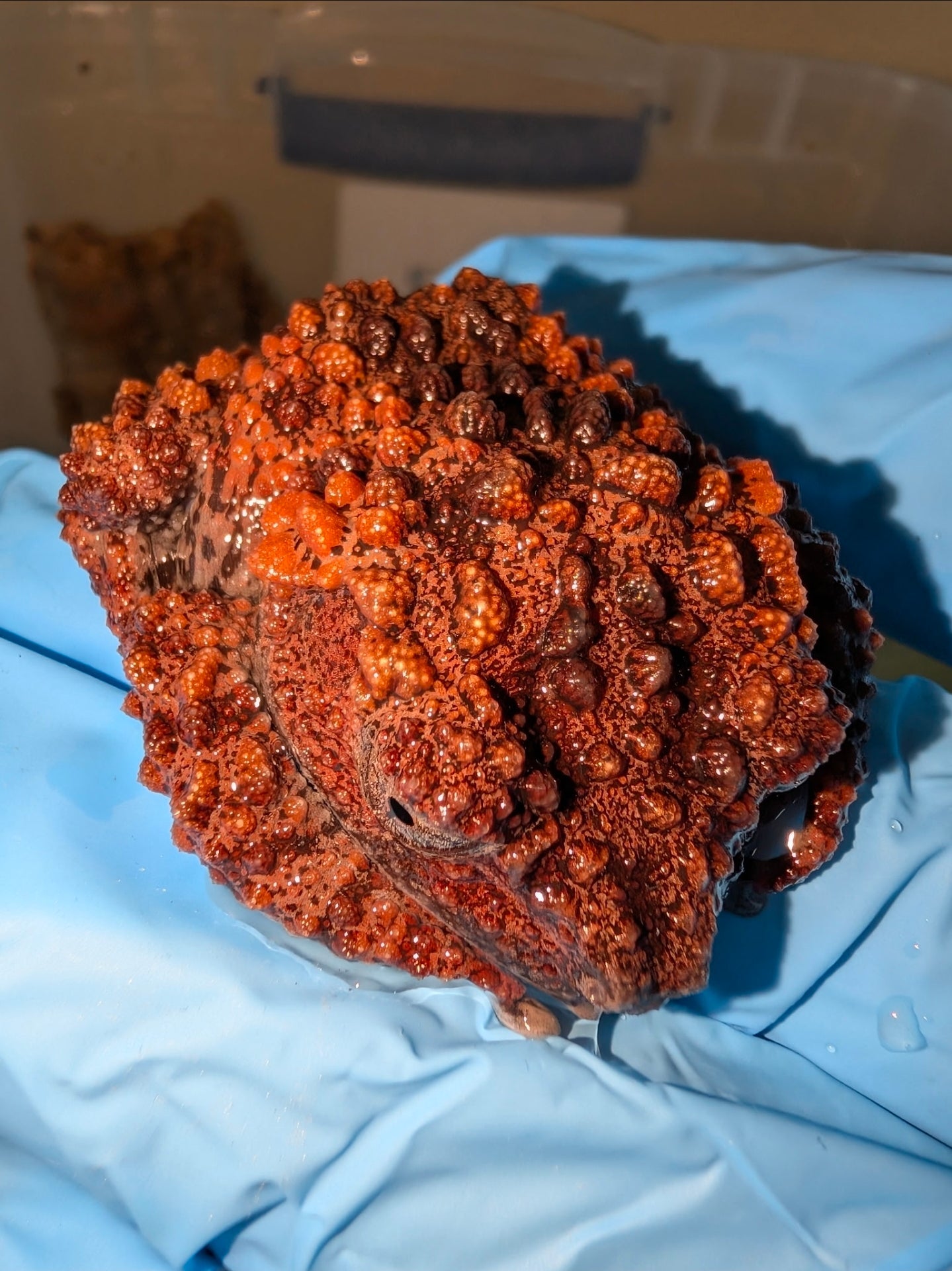 CB Lava Mossy Tree Frog - Shipwreck Cove Corals