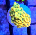 WYSIWYG Rainbow Phoenix Monti