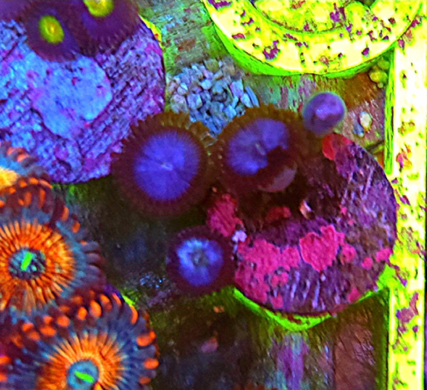 WYSIWYG Blue Bomber Zoa Coral 4 Heads - Shipwreck Cove Corals