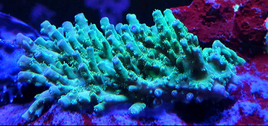 Toxic Avenger Deep Water Tableing acro frag 1.5-2"