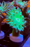 WYSIWYG Neon Green Duncan Coral Frag