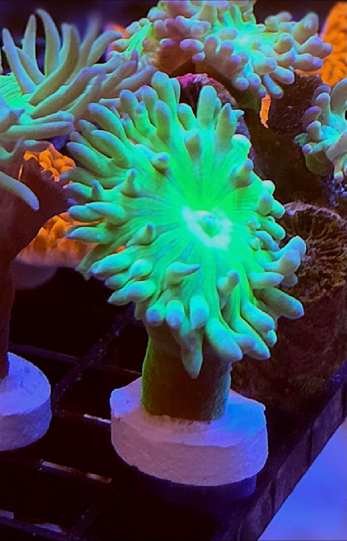 WYSIWYG Neon Green Duncan Coral frag