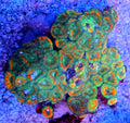 Ultra Orange Rim Green Center Acan Coral Frag 2 Heads