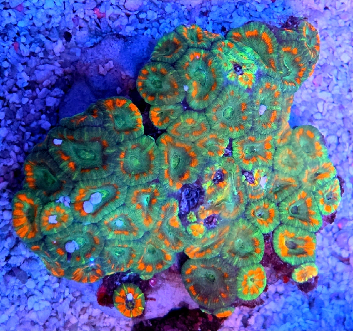 Ultra Orange Rim Green Center Acan Coral Frag 2 Heads