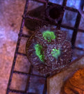 WYSIWYG Mint Chip Blasto Coral 5 Heads - Shipwreck Cove Corals