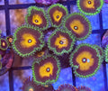 WYSIWYG TRI-COLOR Grandi Palys 7 Heads