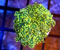 WYSIWYG Lemon Lime Octo Coral  Frag