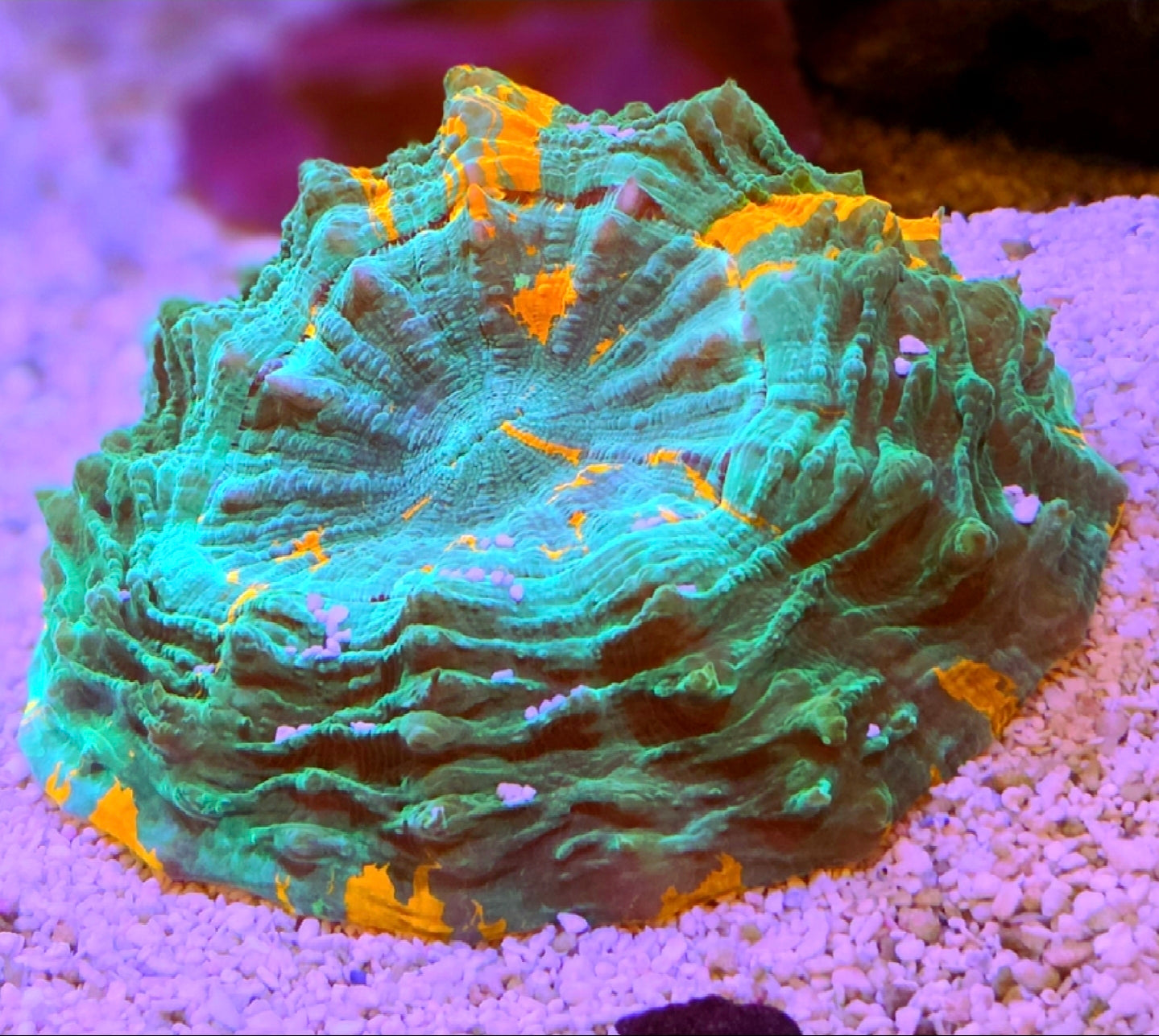 WYSIWYG Green and Orange Striped Acantho Coral