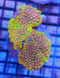 WYSIWYG Rainbow Goni Coral L/G