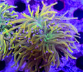 WYSIWYG Rapunzel HG Coral 2 Heads