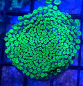 WYSIWYG Toxic Green Bernardpora Coral Frag