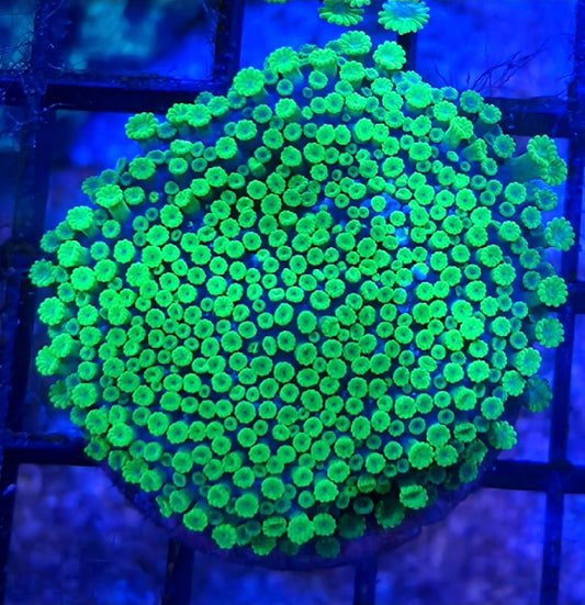 WYSIWYG Toxic Green Bernardpora coral frag