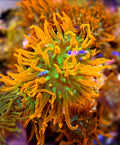 WYSIWYG Rose Bubble Tip Anemone