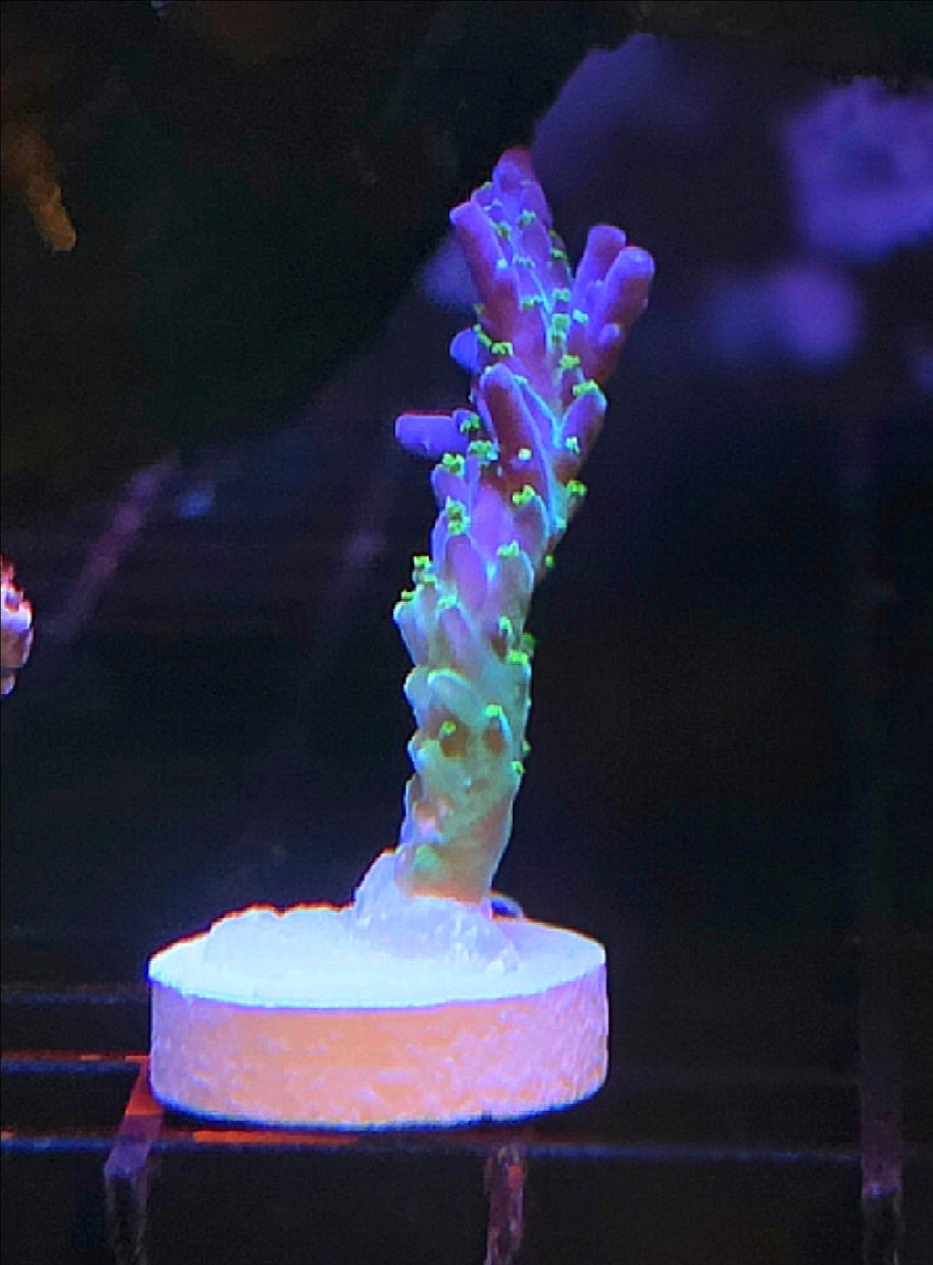 WYSIWYG Tri-Color Valida Acro Coral Frag